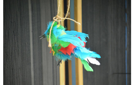 Résultats tir à l'oiseau